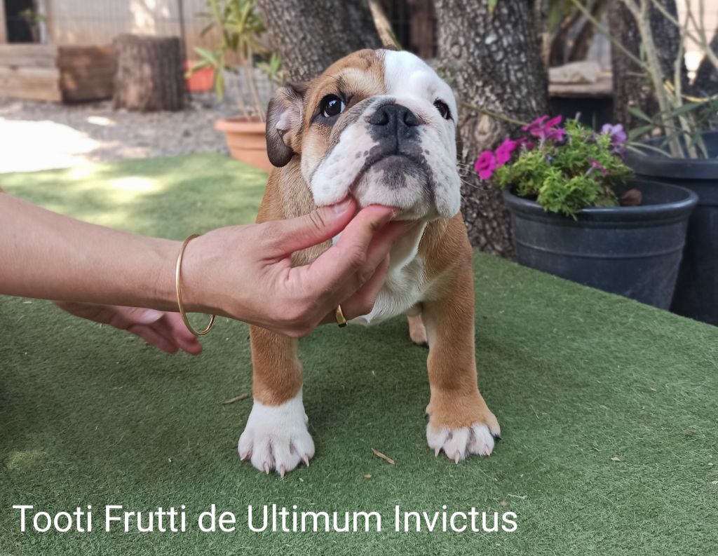 Ultimum Invictus - Chiot disponible  - Bulldog Anglais
