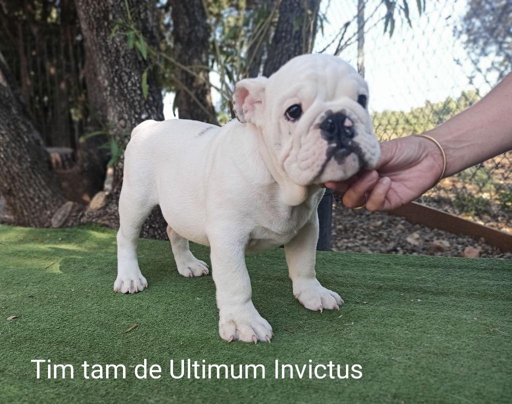 Ultimum Invictus - Chiot disponible  - Bulldog Anglais